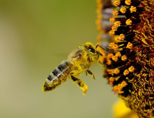 Adotta un alveare, il progetto di 3Bee che tutela le api e la biodiversità
